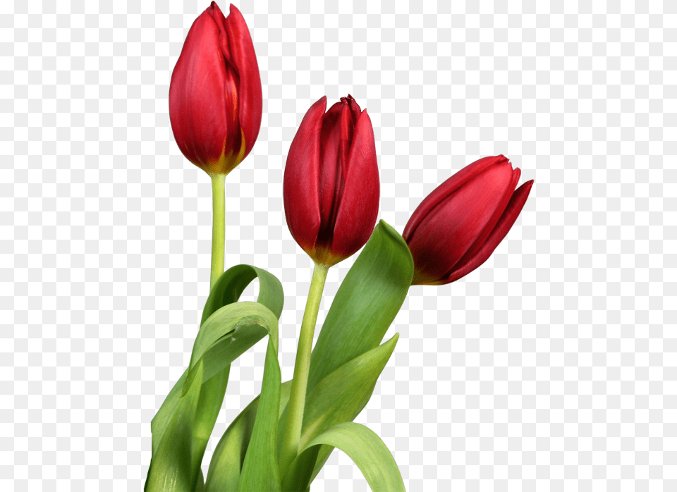 Transparent Tulips Flowers Clip Tulips Flower White Background, Plant, Tulip, Rose Png Image