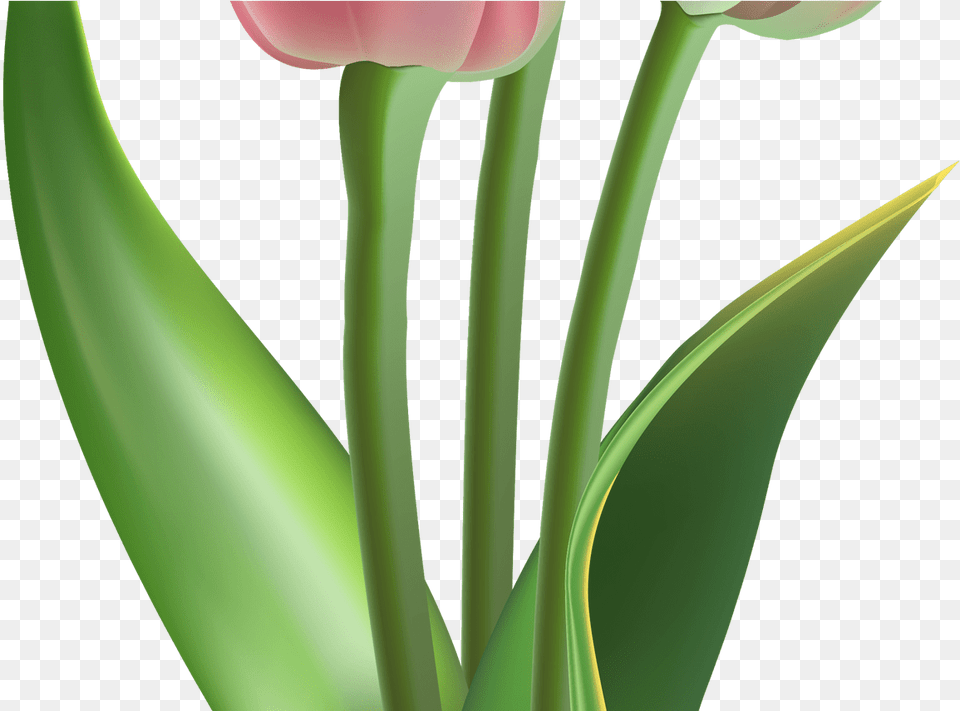 Tulips Pink Tulip Flower, Plant Free Transparent Png
