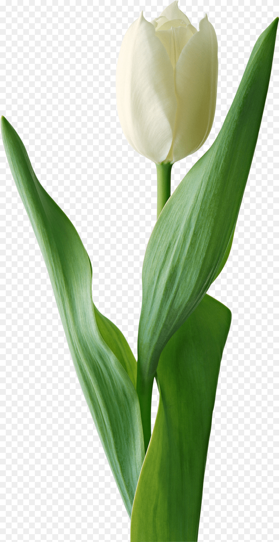 Tulips White Tulip Flower, Plant, Petal Free Transparent Png