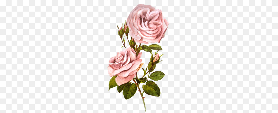Transparent Tumblr, Flower, Plant, Rose, Petal Free Png