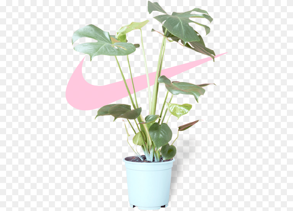 Transparent Tumblr Aesthetic Plant Transparent, Flower, Leaf, Flower Arrangement, Potted Plant Png