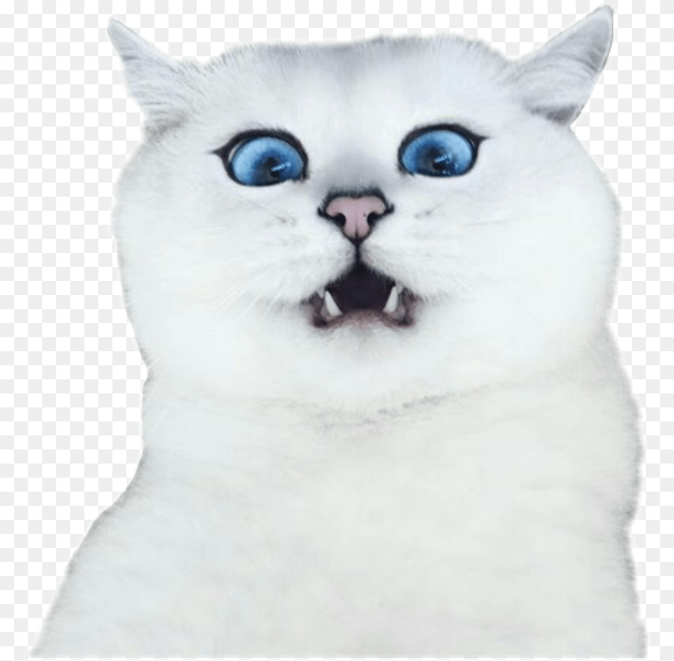 Tumblr Cat Cat, Animal, Mammal, Pet, Angora Free Transparent Png