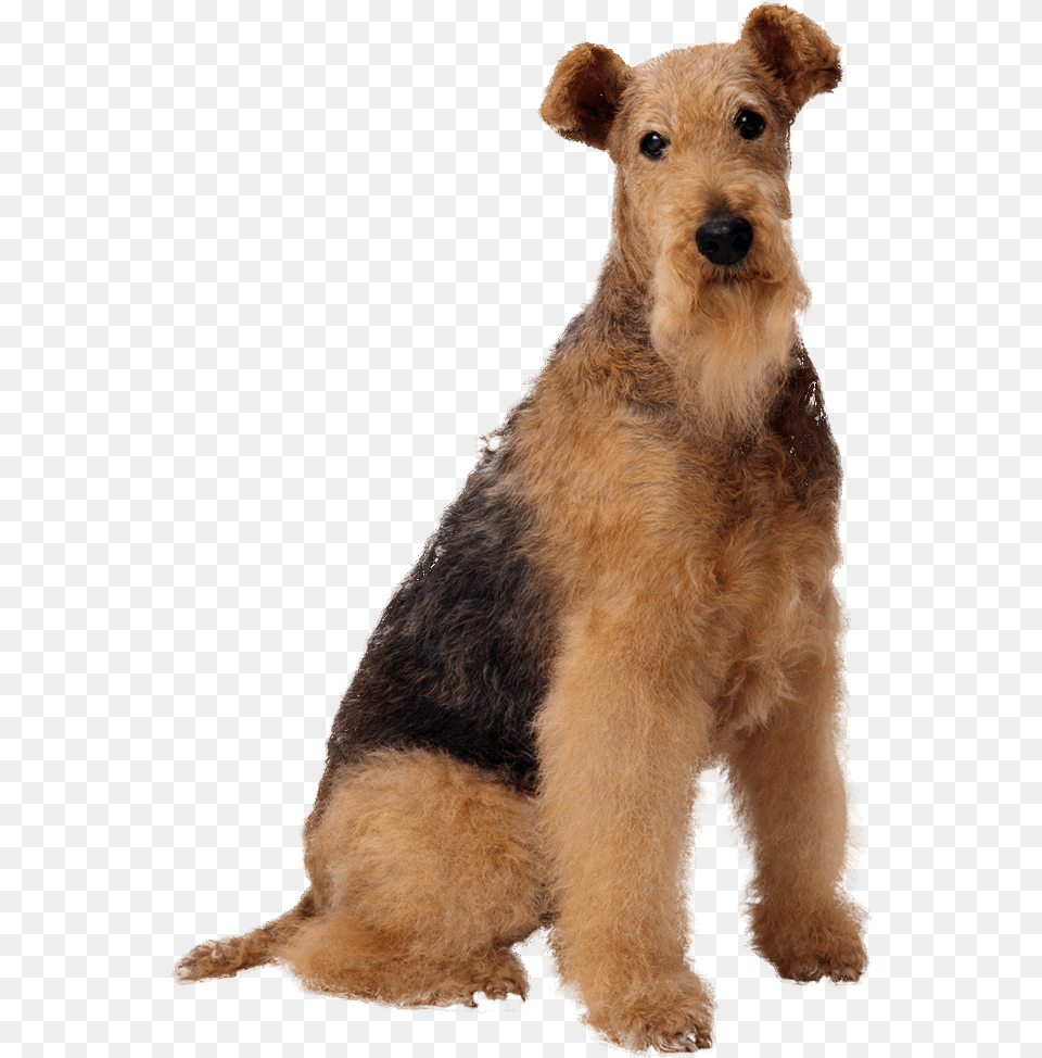 Transparent Tumblr Dog Zoomagazin Tovari Dlya Zhivotnih, Animal, Canine, Mammal, Pet Free Png