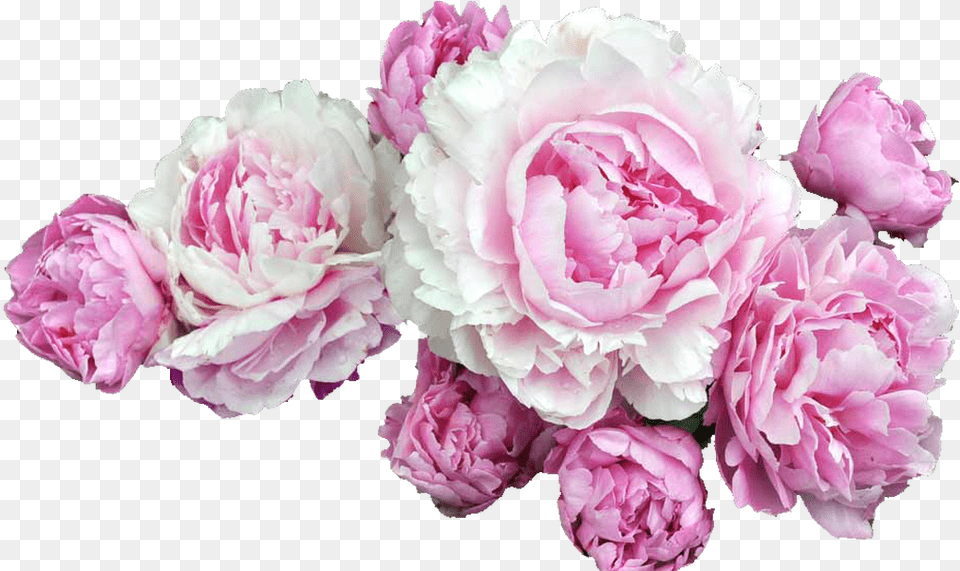 Tumblr Pesquisa Do Google Transparentsoverlays Peony, Flower, Plant, Carnation, Rose Free Transparent Png