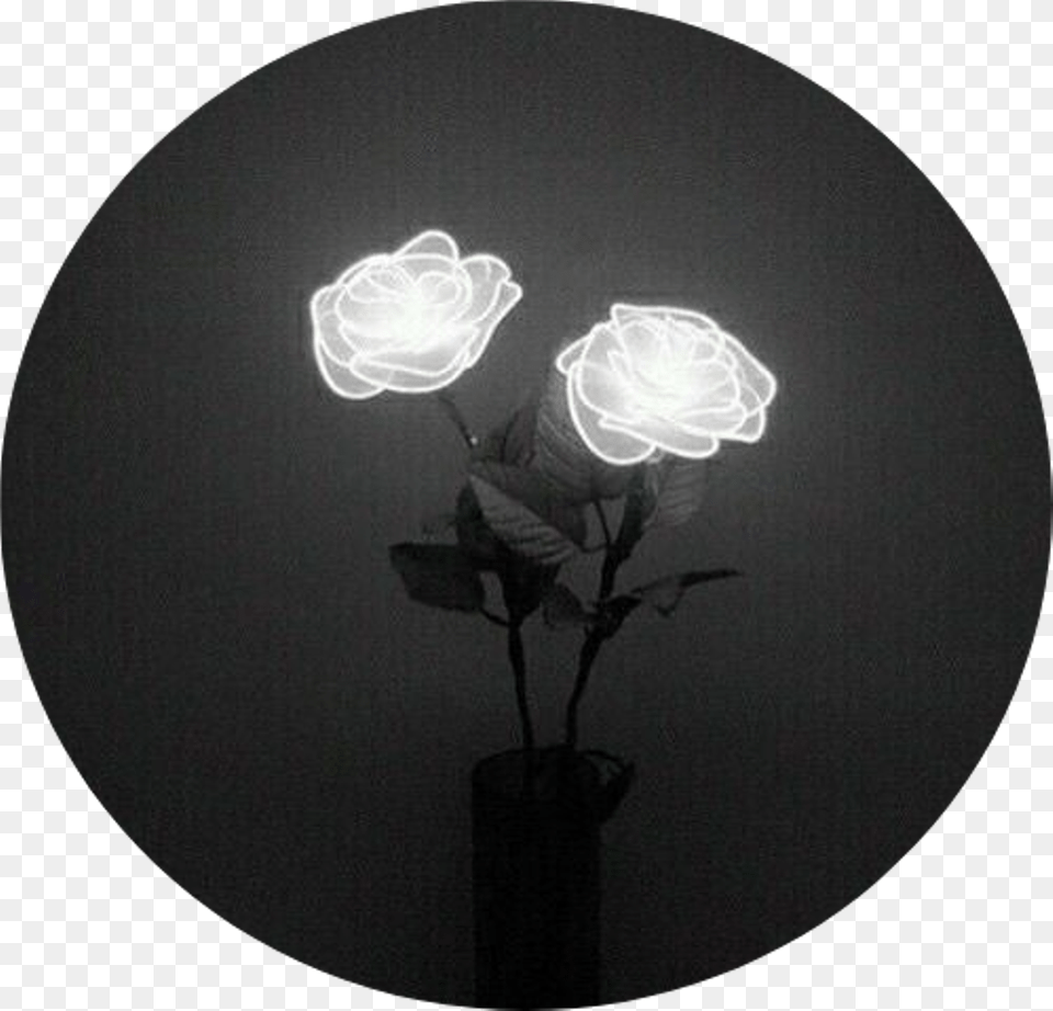 Transparent Tumblr Rose Aesthetic Black Neon Lights, Astronomy, Plant, Outdoors, Night Png Image