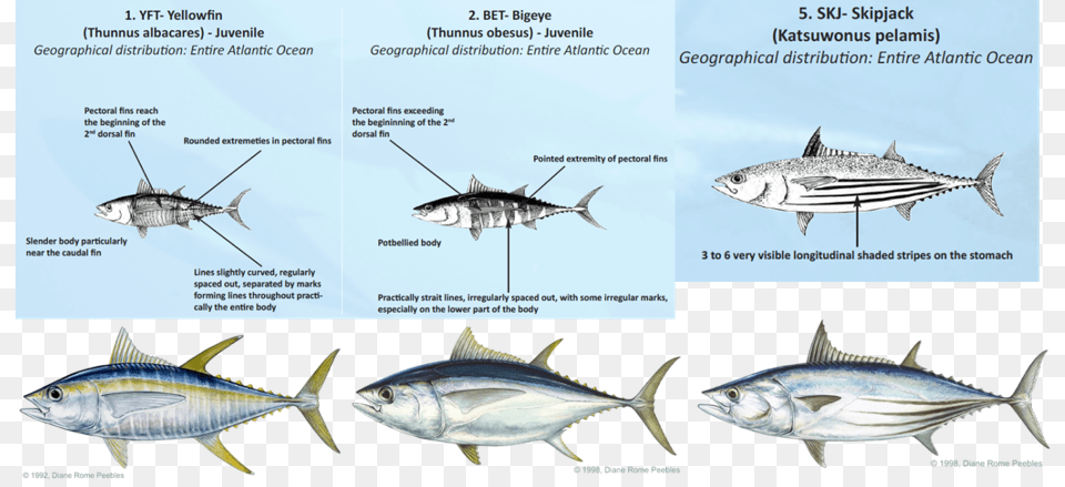 Tuna Fish Tuna Identification, Animal, Bonito, Sea Life, Shark Free Transparent Png