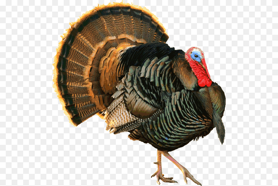 Transparent Turkey Feathers Black And White Strutting Turkey, Animal, Bird, Fowl, Poultry Png Image