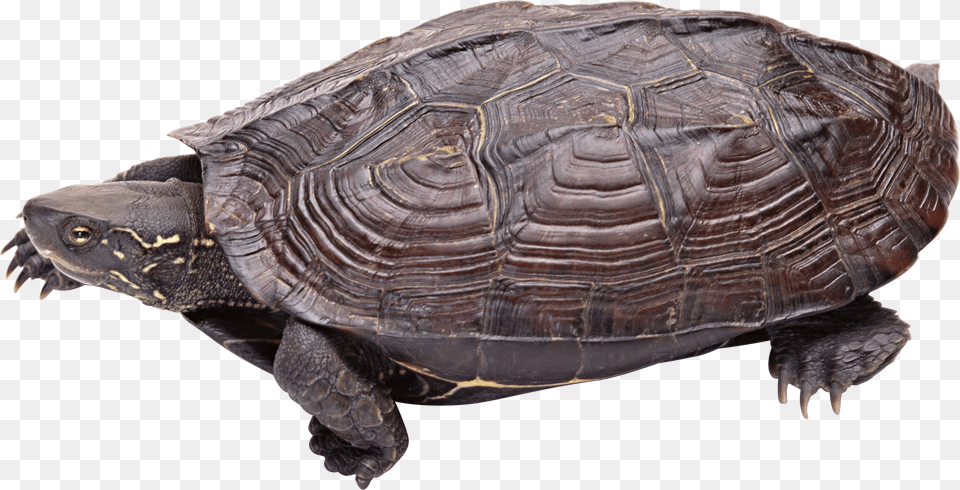 Transparent Turtle Clipart Snapping Turtle Transparent Background, Animal, Reptile, Sea Life, Box Turtle Png Image