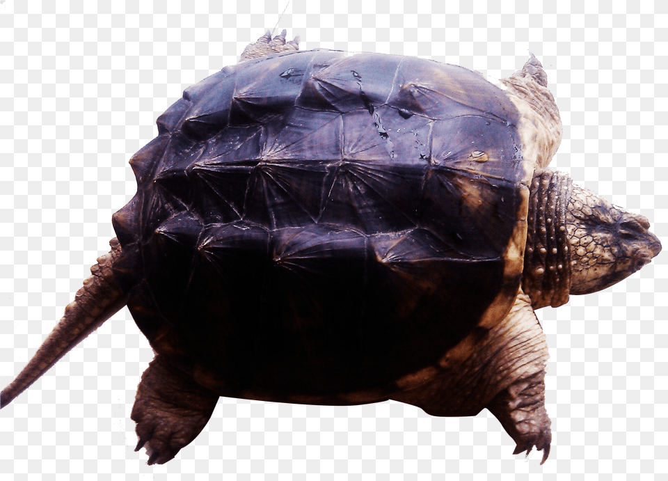 Turtle Clipart Tortoise, Animal, Reptile, Sea Life, Box Turtle Free Transparent Png