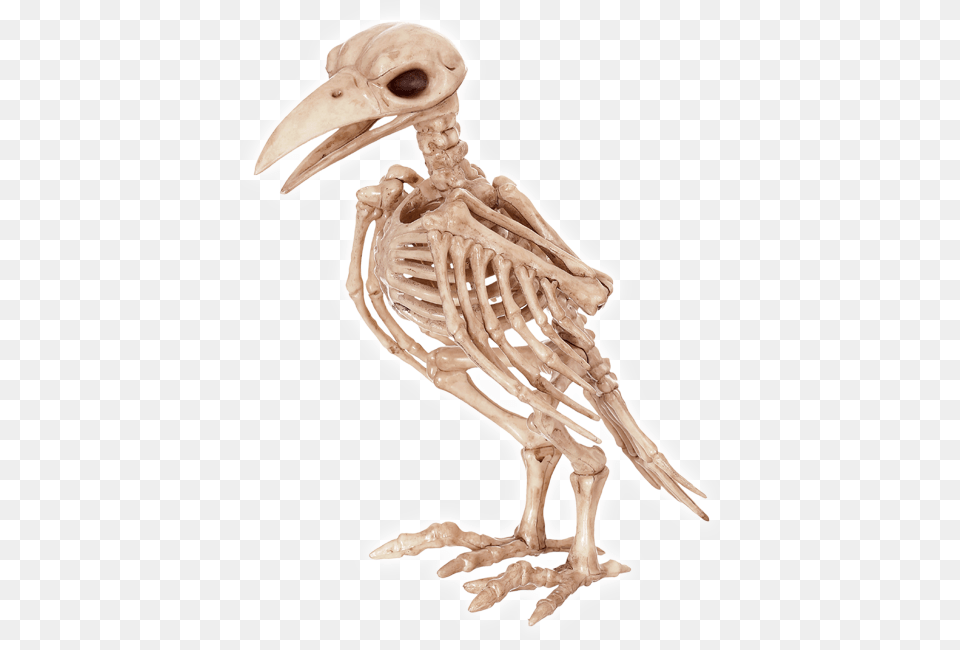 Transparent Tweety Raven Skeleton, Animal, Dinosaur, Reptile Free Png Download