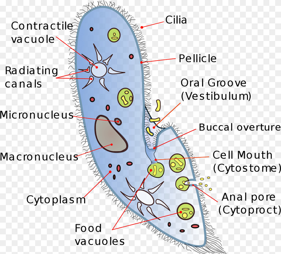 Transparent Vacuole Unicellular Organisms, Water, Sea Waves, Sea, Outdoors Png Image