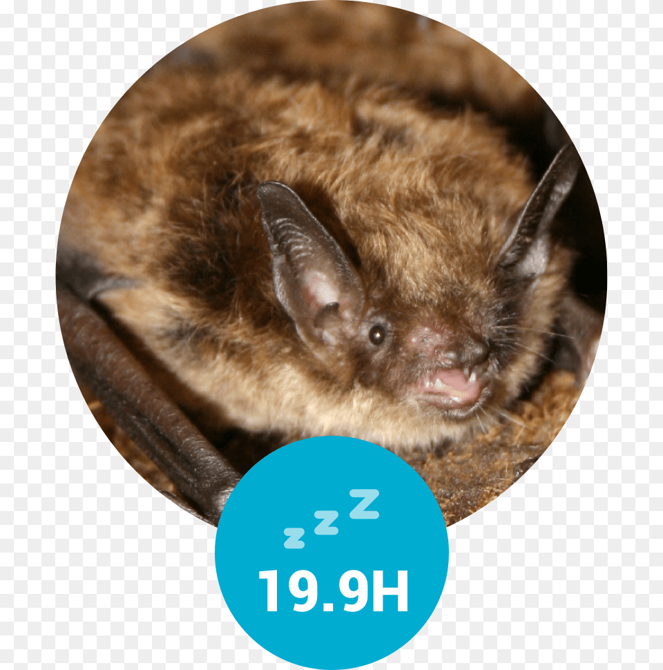 Transparent Vampire Eyes Little Brown Myotis Bc, Animal, Mammal, Rat, Rodent Png Image