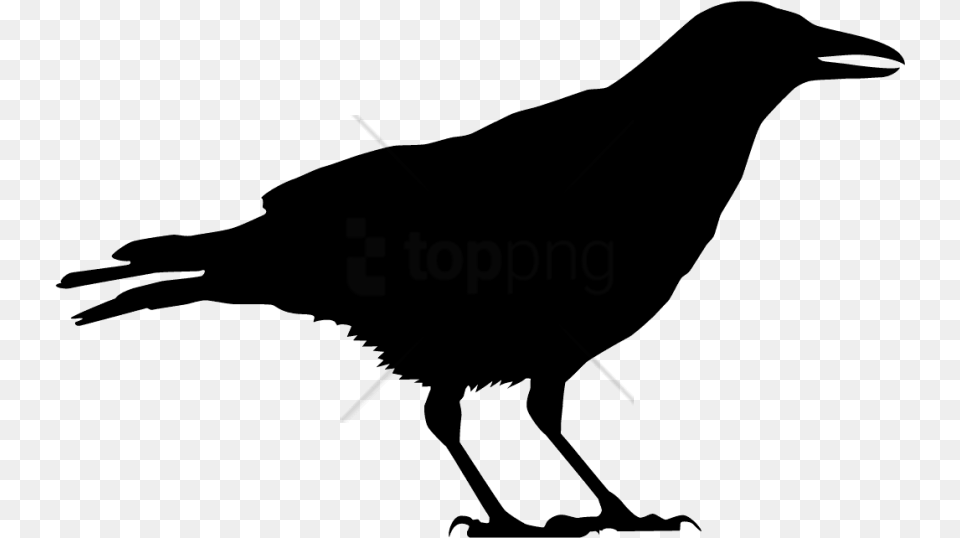 Vector Crow, Animal, Bird, Blackbird, Silhouette Free Transparent Png