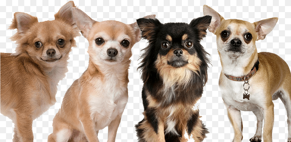 Transparent Vector Hair, Animal, Canine, Chihuahua, Dog Free Png
