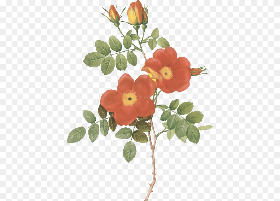Transparent Vectores De Flores Rose Austrian Briar Rose, Flower, Leaf, Petal, Plant Png Image