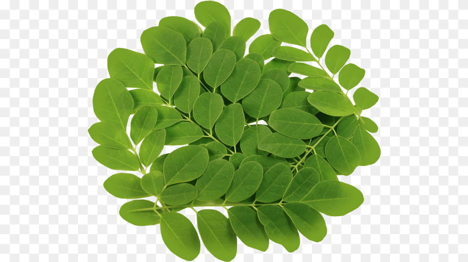 Transparent Vegetable Plant Moringa Leaves, Green, Herbal, Herbs, Leaf Free Png Download