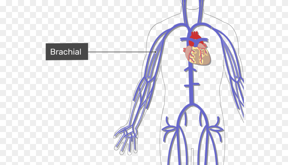 Transparent Veins Arteries Of The Arm And Neck, Baby, Face, Head, Person Png Image