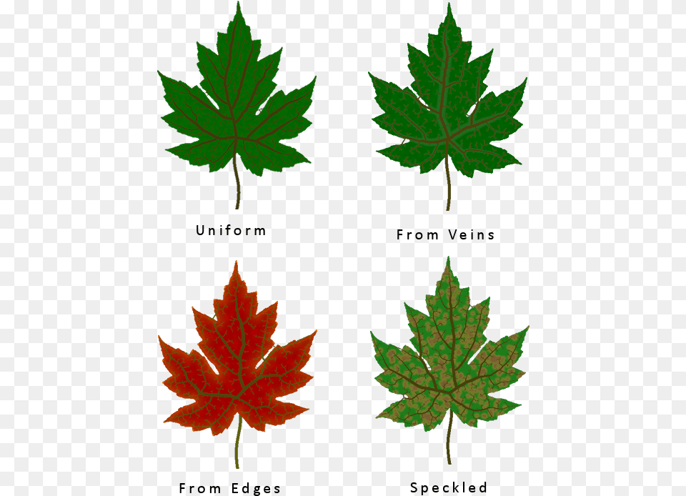 Transparent Veins Texture Different Types Of Leaf Texture, Maple, Plant, Tree, Maple Leaf Free Png Download