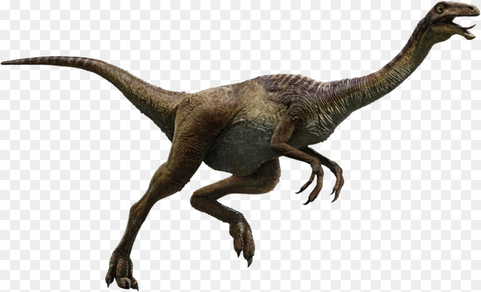 Transparent Velociraptor Jurassic World Dinosaurs Gallimimus, Animal, Dinosaur, Reptile, T-rex Free Png Download