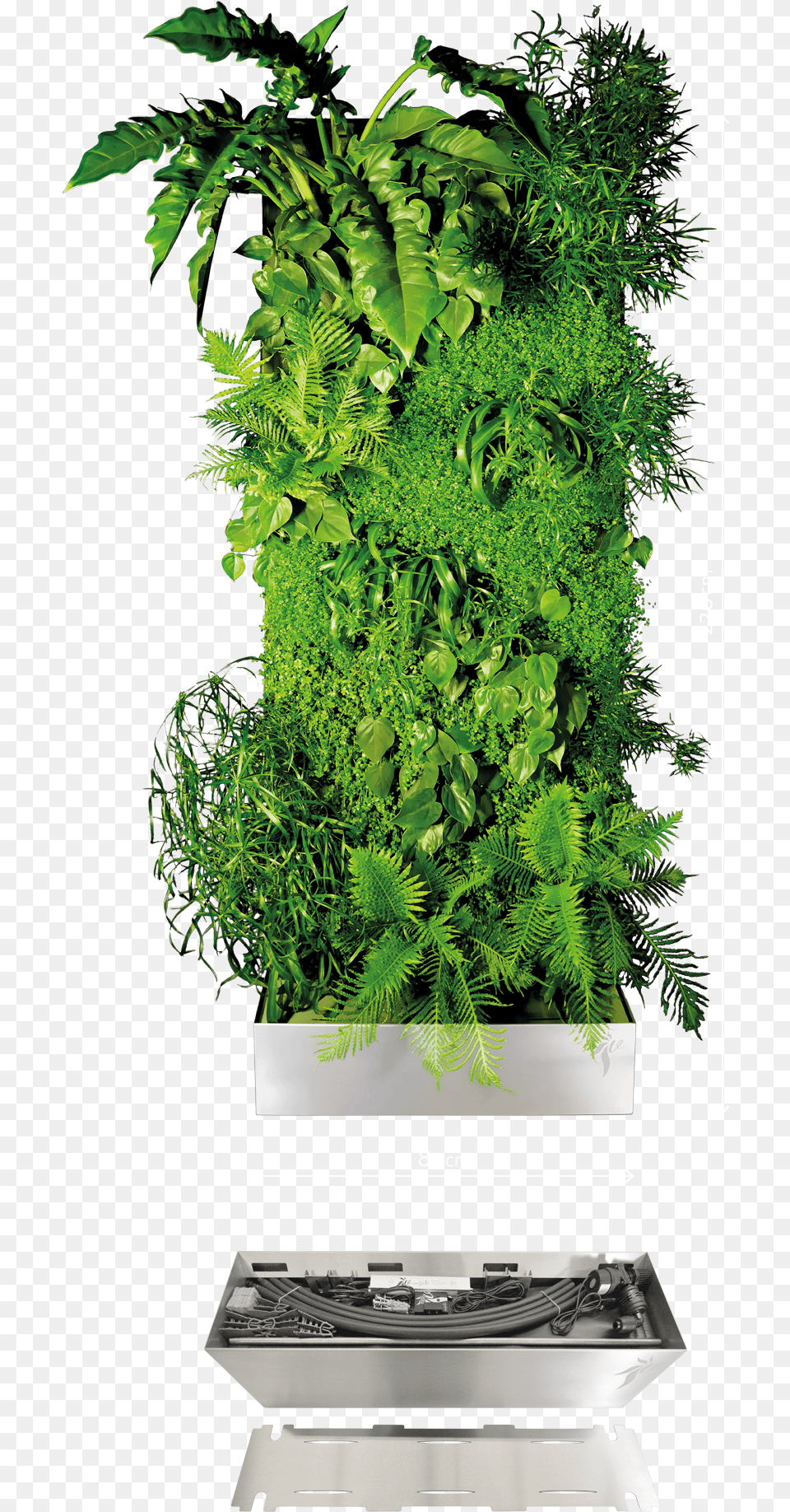 Vertical Garden Vertical Garden, Plant, Fern, Food Free Transparent Png