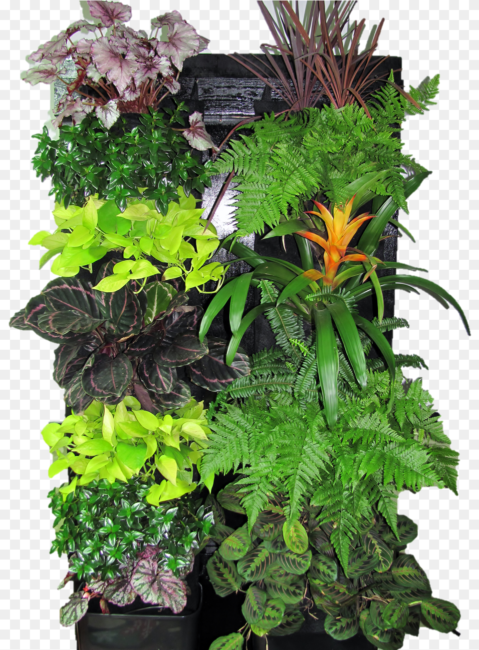 Transparent Vertical Garden Vertical Garden Plants, Flower, Flower Arrangement, Plant, Potted Plant Free Png Download
