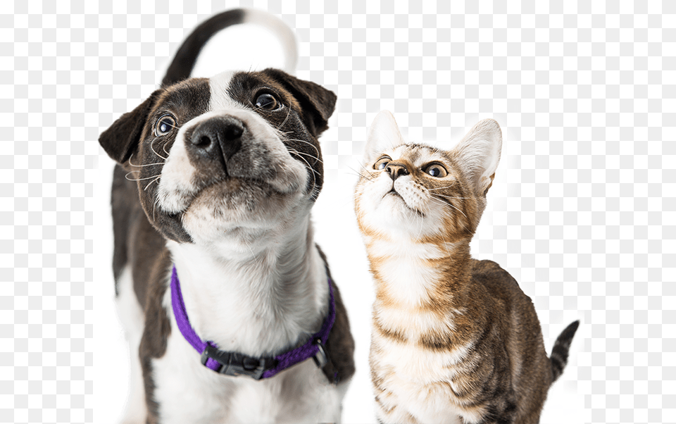 Transparent Vet Clipart Black And White Dog And Cat Happy, Animal, Canine, Mammal, Pet Png