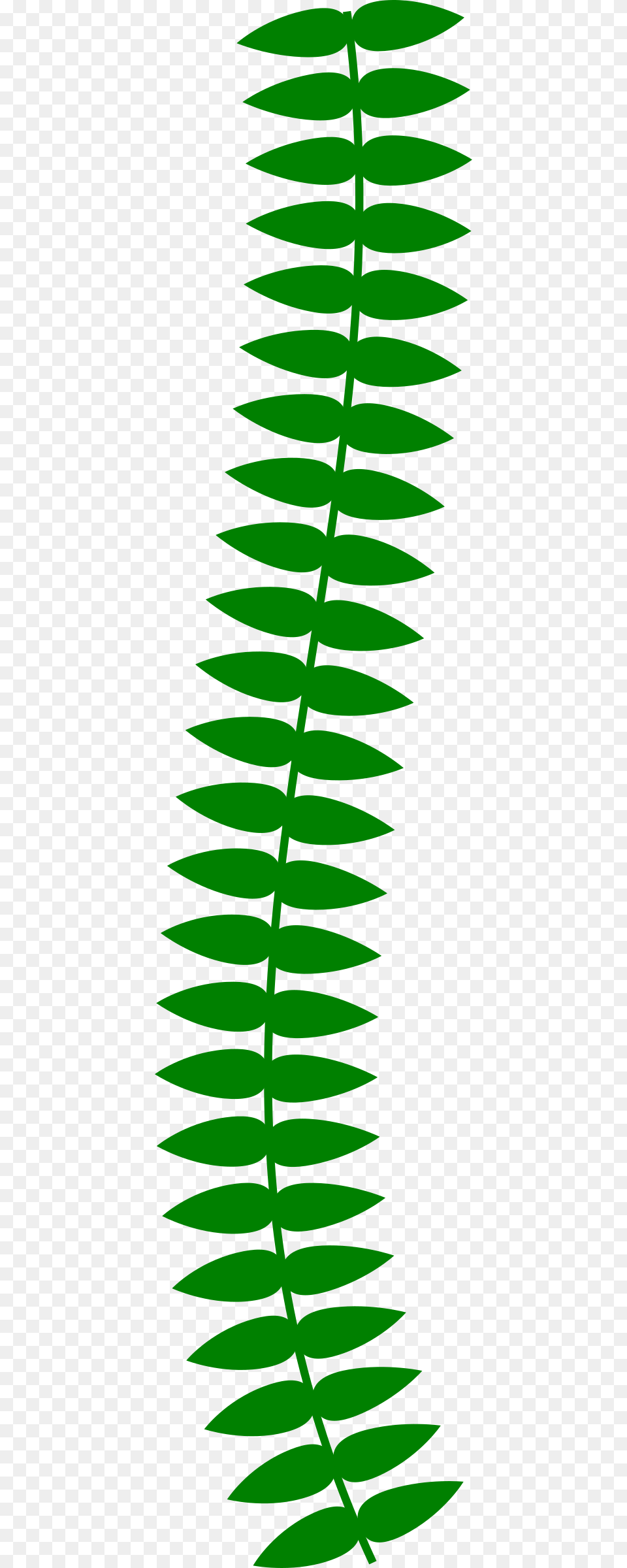 Transparent Vine Plant Clipart Vine, Fern, Green, Leaf, Pattern Png