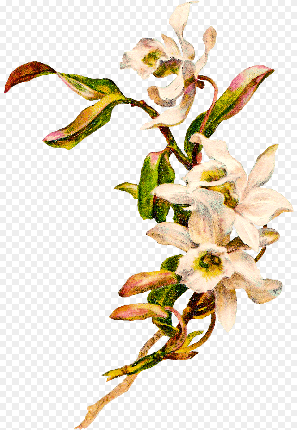 Vintage Flower Clipart Background Vintage Flower Acanthaceae, Plant, Petal, Flower Arrangement Free Transparent Png