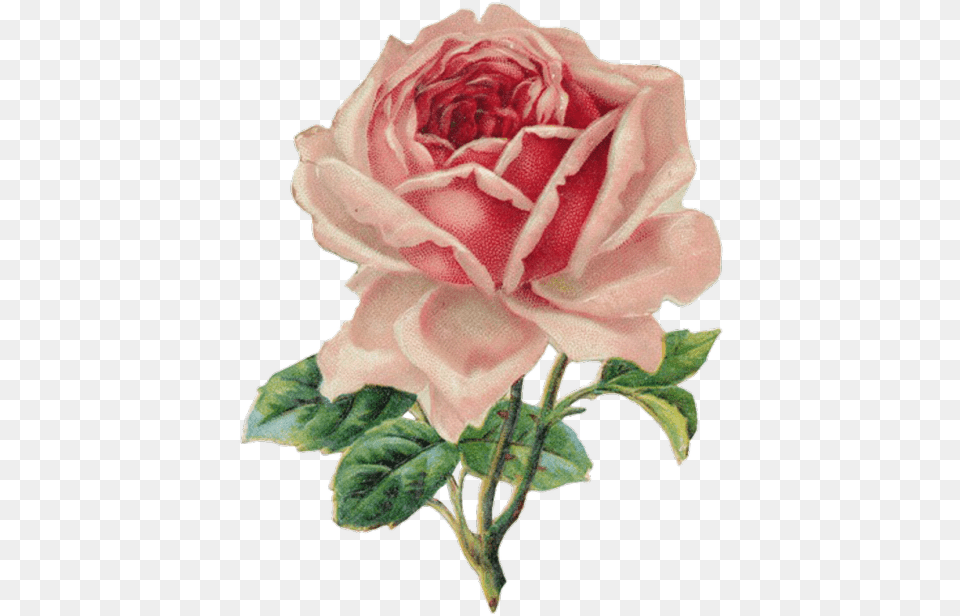 Transparent Vintage Rose For Your Tumblr Vintage Roses, Flower, Plant, Dahlia, Petal Free Png Download