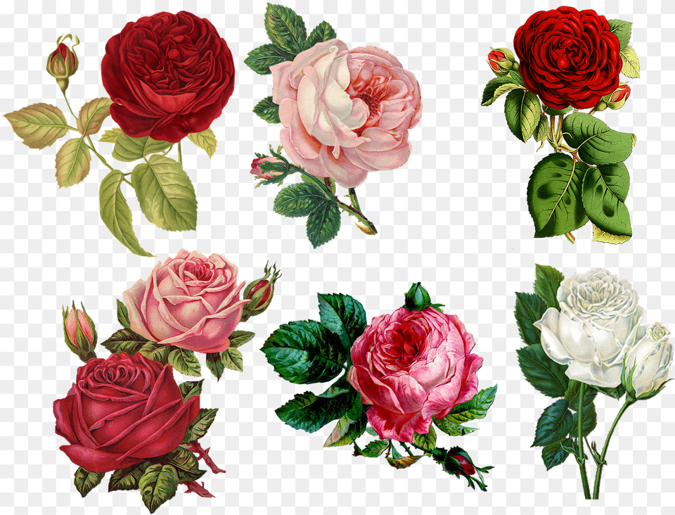 Transparent Vintage Roses Vintage Painted Roses, Rose, Plant, Flower, Pattern Png