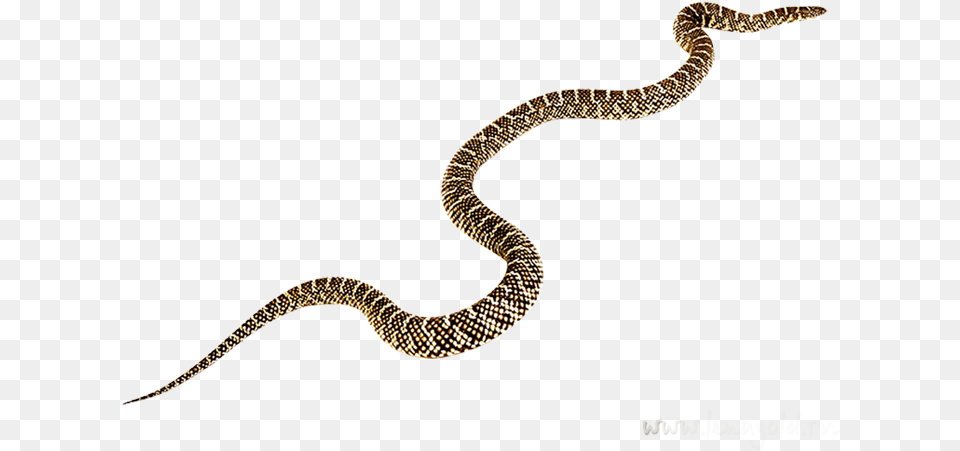 Transparent Viper Clipart Snake, Animal, Reptile Png