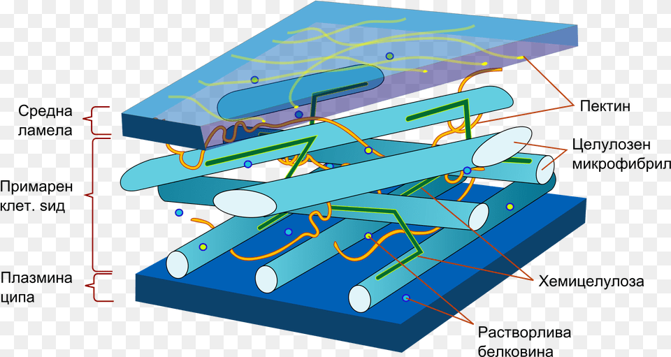 Transparent Wall Clipart Structure Of A Cell Wall, Cad Diagram, Diagram Png