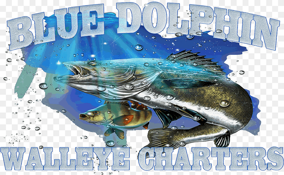 Transparent Walleye Poster, Advertisement, Animal, Fish, Sea Life Free Png Download