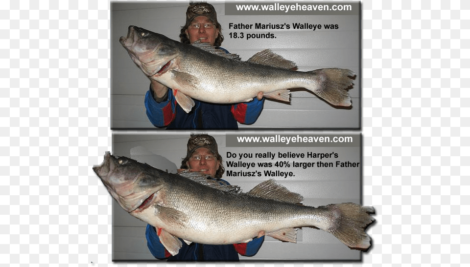 Walleye World Record Walleye Length, Animal, Fish, Sea Life, Perch Free Transparent Png