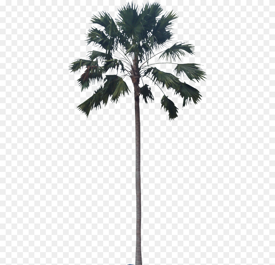 Washingtonia Palmas Para Photoshop, Palm Tree, Plant, Tree, Animal Free Transparent Png
