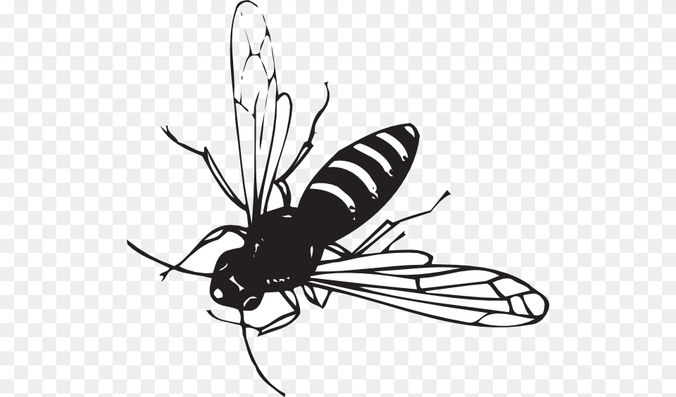 Transparent Wasp Clipart Black And White Striped Fly Like Insect, Animal, Bee, Invertebrate Png