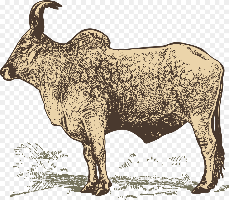 Transparent Water Buffalo Water Buffalo And Zebu, Animal, Bull, Cattle, Livestock Free Png