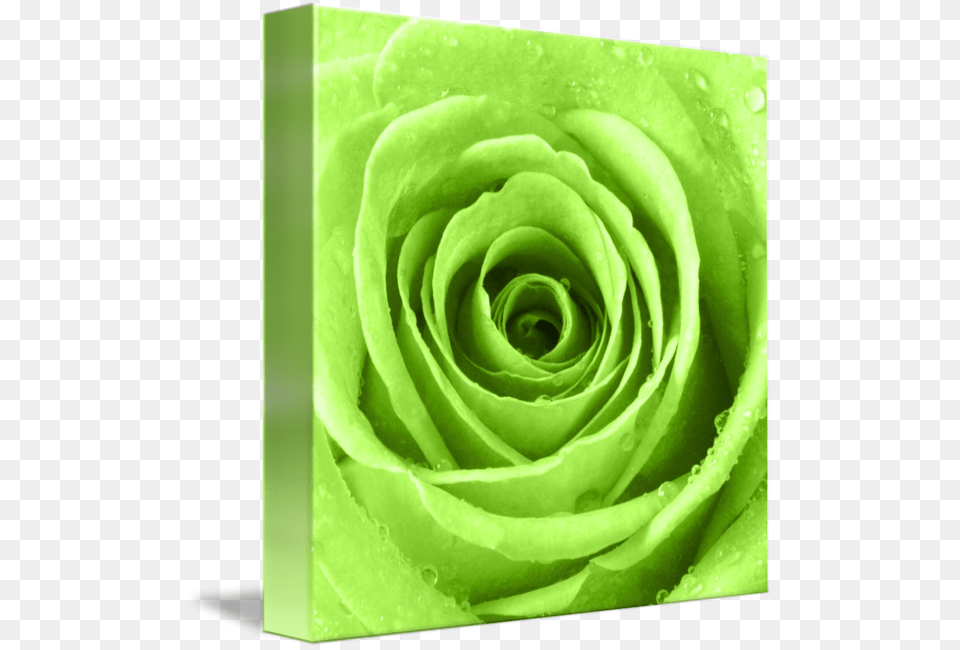 Transparent Water Droplets Lime Green Rose, Flower, Plant Free Png