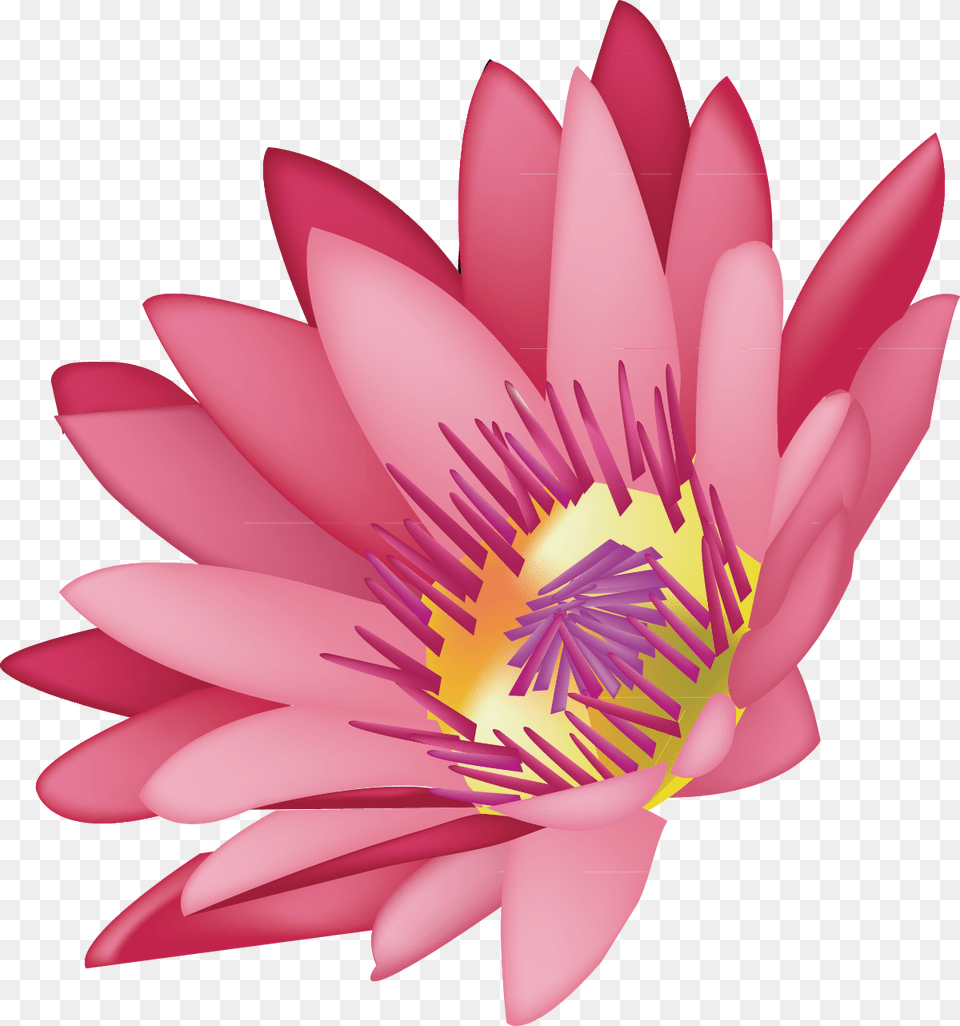 Transparent Water Lilies Water Lily, Flower, Plant, Pond Lily, Petal Free Png