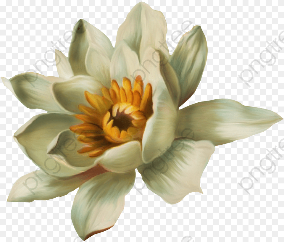 Transparent Water Lily Clipart, Dahlia, Flower, Plant, Petal Free Png