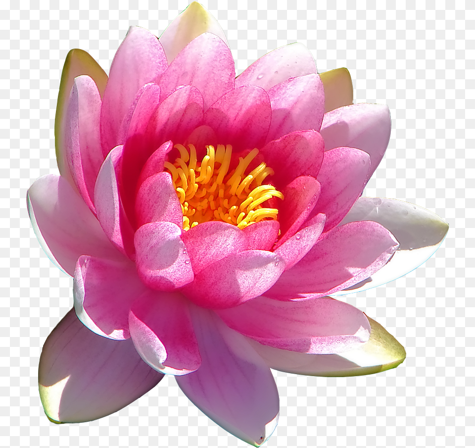 Transparent Water Lily Sthal Padma Land Lotus Flower, Plant, Pond Lily, Dahlia Png Image