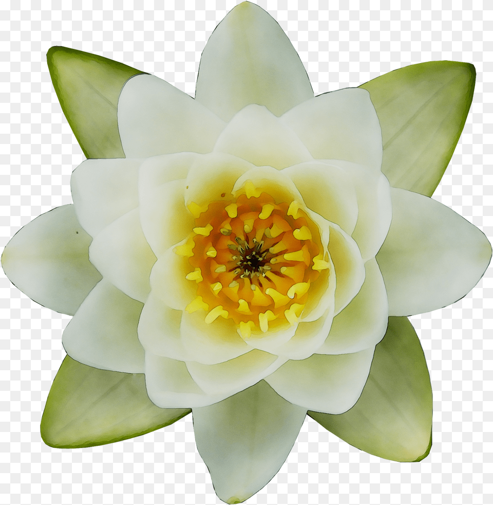 Water Plants Top View Water Lily, Person Free Transparent Png