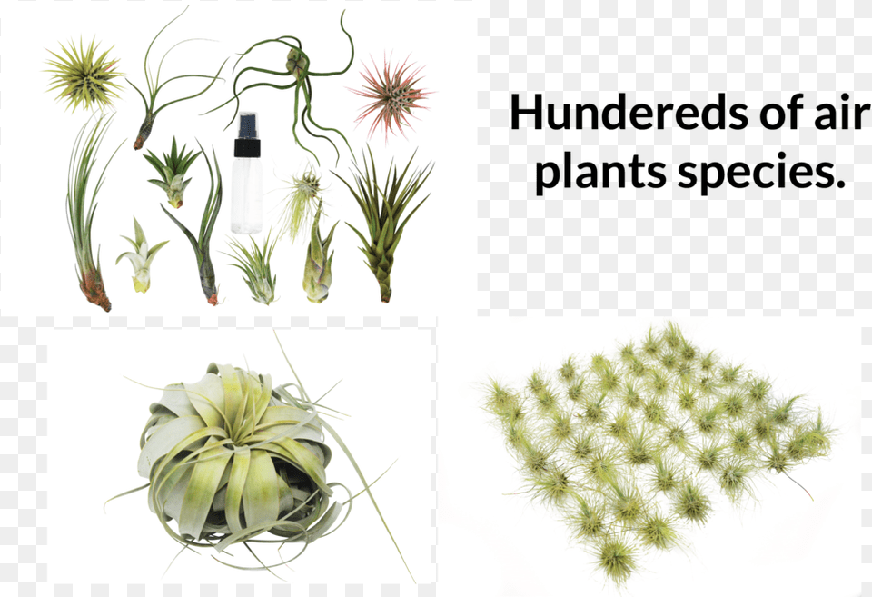 Transparent Water Plants Weberocereus, Plant, Herbs, Herbal, Flower Png