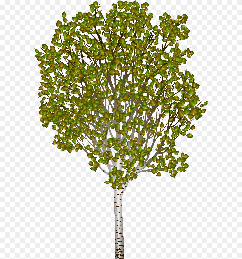 Transparent Water Puddle Silver Birch, Plant, Tree, Tree Trunk, Leaf Png Image