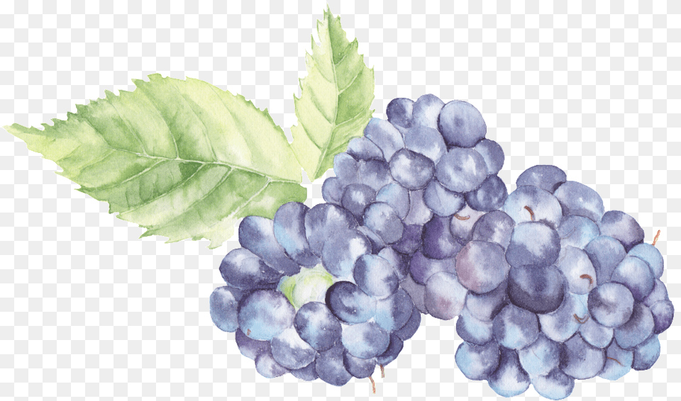 Transparent Watercolor Blackberries Watercolor Grapes, Food, Fruit, Plant, Produce Png Image