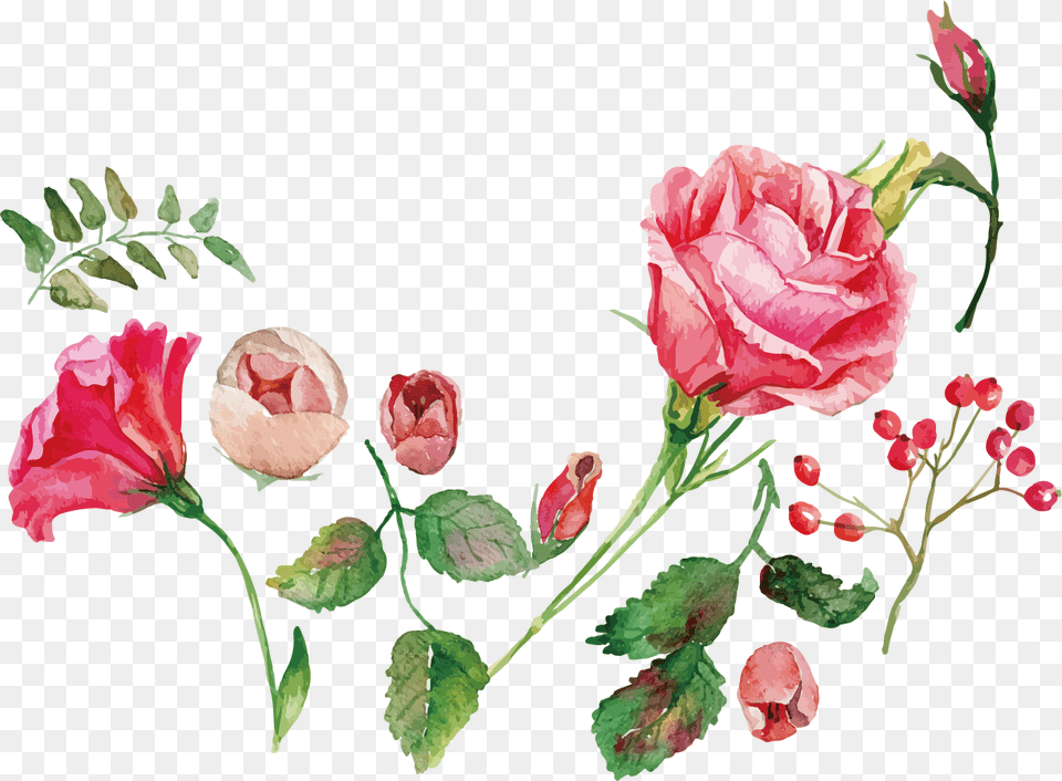Transparent Watercolor Flower Clipart Rose Watercolor Flowers Vector, Pattern, Plant, Art, Graphics Png Image