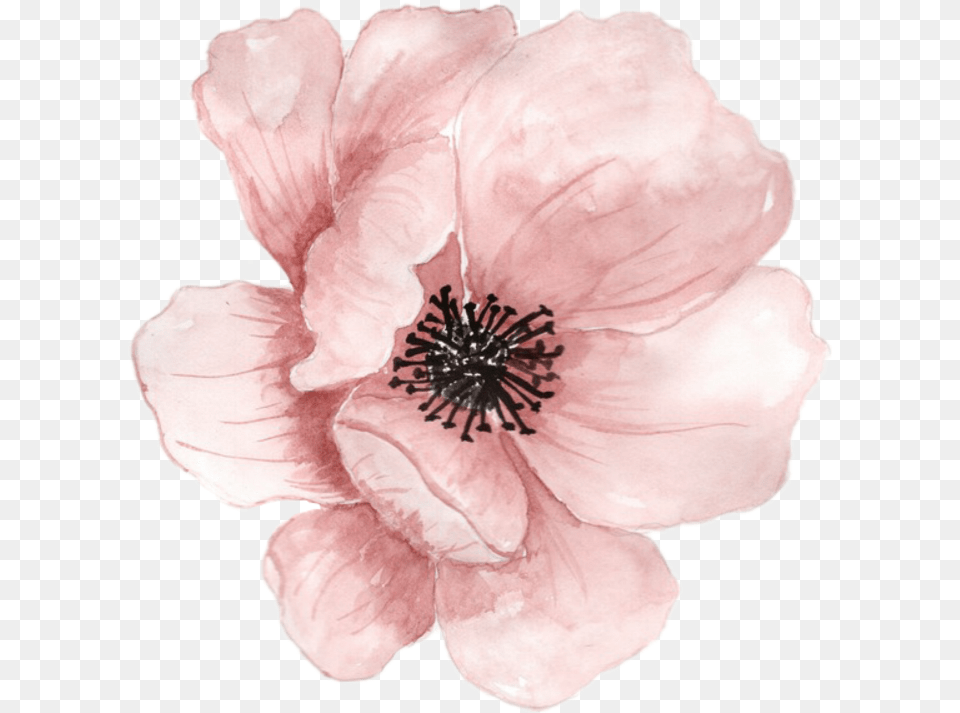 Transparent Watercolor Flower Watercolor Flower, Anemone, Anther, Petal, Plant Free Png Download