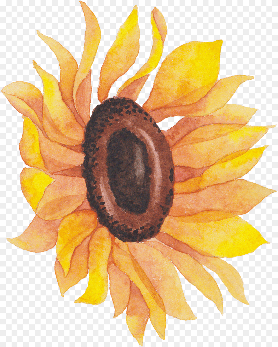 Transparent Watercolor Flowers Sunflower Watercolor, Flower, Plant Png