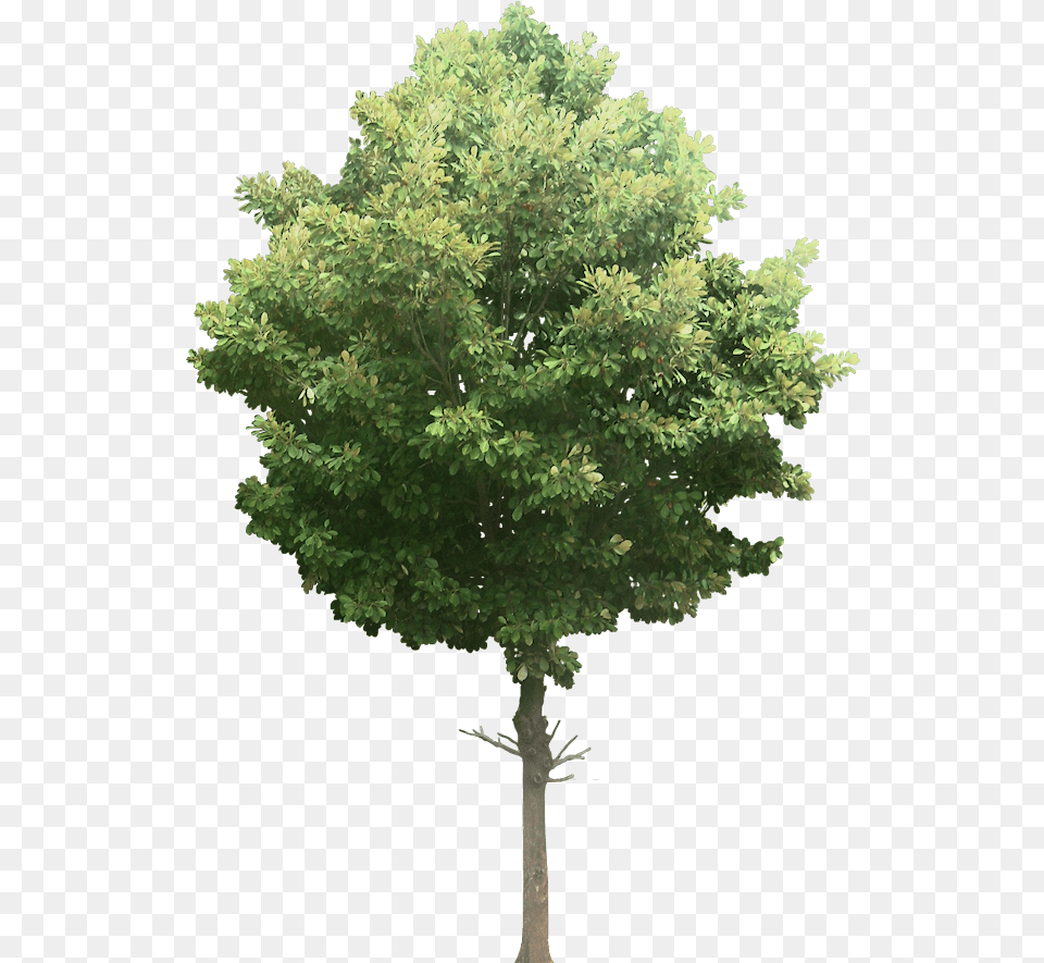 Transparent Watercolor Plant One Tonne Carbon Tree, Maple, Oak, Sycamore, Tree Trunk Free Png