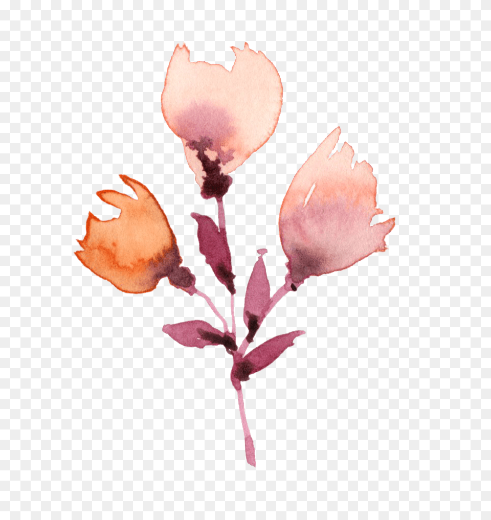 Transparent Watercolor Plants Flores Pintura Acuarela, Flower, Petal, Plant, Leaf Png